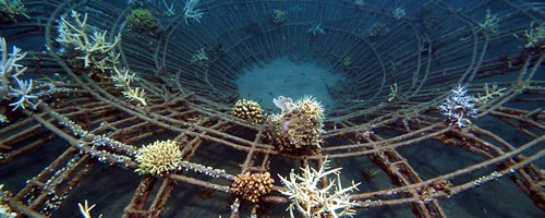 Reef Project - (Mai 2005)